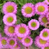 Erigeron Specjosus Pink Jewel